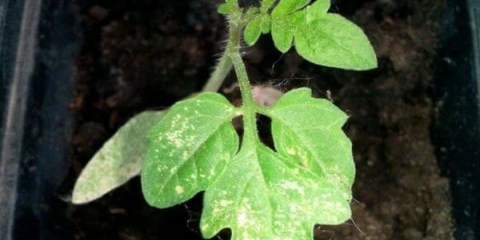 Zašto listovi sadnica paradajza pobele i šta učiniti